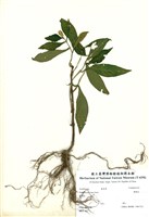 藏品(黃蝦花)的圖片
